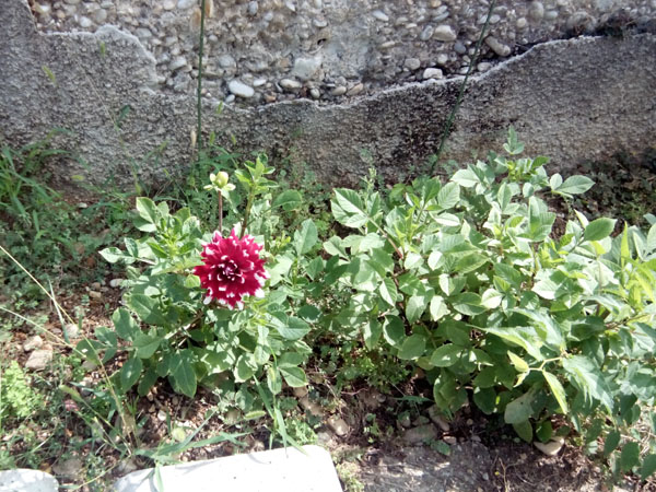 dahlia